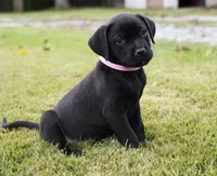 Fang, a female Rottweiler and American Pit Bull Terrier for sale in Decatur, TN – 2 of 4