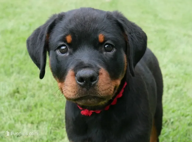 Velocity  – Rottweiler puppy for sale in Decatur, TN