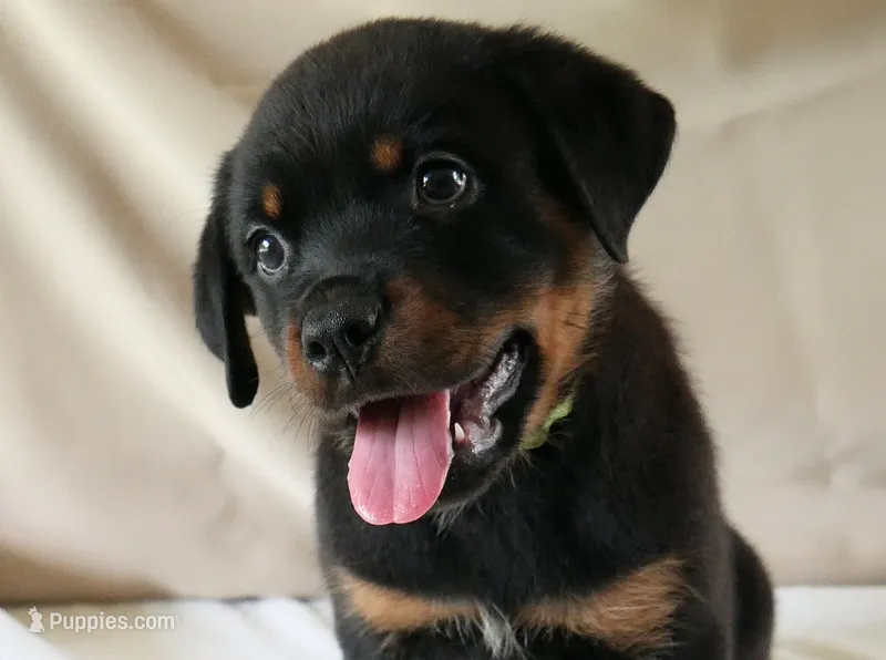 Castle – Rottweiler puppy for sale in Decatur, TN