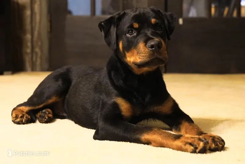 Camo Collar  – Rottweiler puppy for sale in Decatur, TN