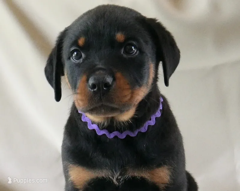 Dynasty – Rottweiler puppy for sale in Decatur, TN