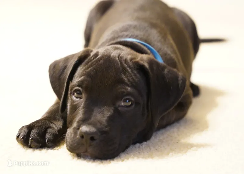 Bane – Rottweiler, American Pit Bull Terrier puppy for sale in Decatur, TN