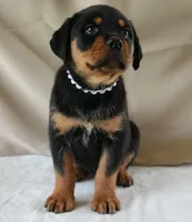 Royal , a female Rottweiler for sale in Decatur, TN – 2 of 5