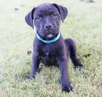 Bane, a male Rottweiler and American Pit Bull Terrier for sale in Decatur, TN – 4 of 5