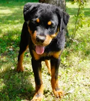 Black Male, a male Rottweiler for sale in Decatur, TN – 3 of 4