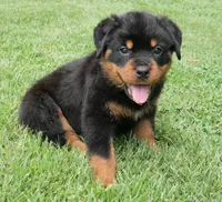 Kodiak, a male Rottweiler for sale in Decatur, TN – 3 of 6