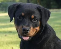 Camo Collar, a male Rottweiler for sale in Decatur, TN – 2 of 7