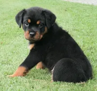 Phoenix, a female Rottweiler for sale in Decatur, TN – 2 of 4