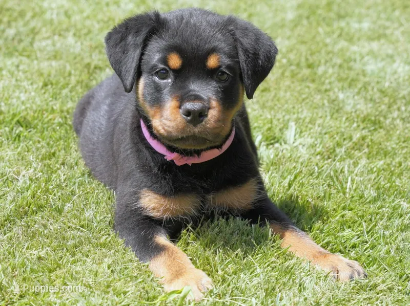 Phoenix – Rottweiler puppy for sale in Decatur, TN