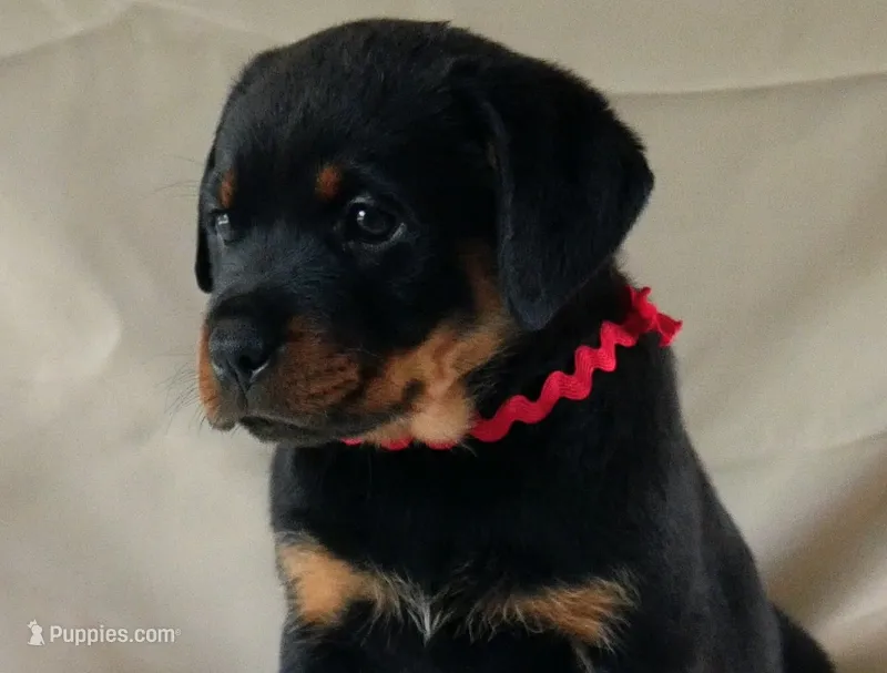 Velocity  – Rottweiler puppy for sale in Decatur, TN