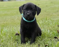 Clutch, a male Rottweiler and American Pit Bull Terrier for sale in Decatur, TN – 2 of 5