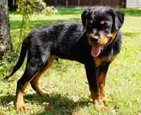 Black Male, a male Rottweiler for sale in Decatur, TN – 4 of 4