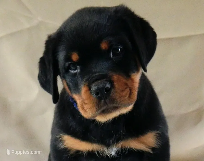 Quantum  – Rottweiler puppy for sale in Decatur, TN