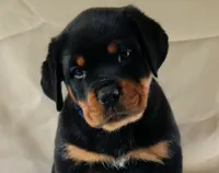Quantum , a male Rottweiler for sale in Decatur, TN – 1 of 1