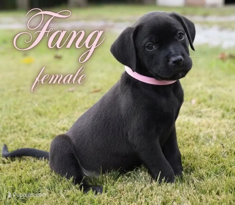 Fang – Rottweiler, American Pit Bull Terrier puppy for sale in Decatur, TN
