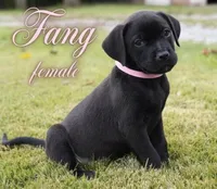 Fang, a female Rottweiler and American Pit Bull Terrier for sale in Decatur, TN – 1 of 4