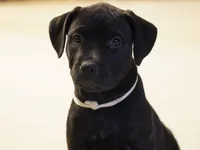 Raven, a female Rottweiler and American Pit Bull Terrier for sale in Decatur, TN – 2 of 3