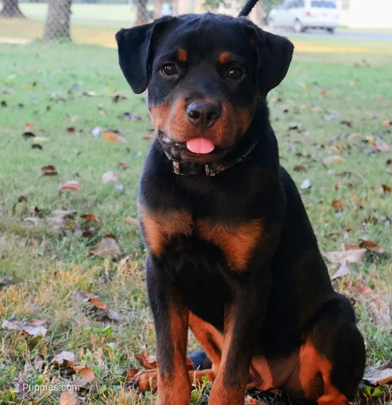 Camo Boy – Rottweiler puppy for sale in Decatur, TN