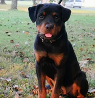 Camo Boy, a male Rottweiler for sale in Decatur, TN – 1 of 3