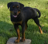 Camo Collar, a male Rottweiler for sale in Decatur, TN – 3 of 7