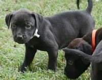 Raven, a female Rottweiler and American Pit Bull Terrier for sale in Decatur, TN – 3 of 6