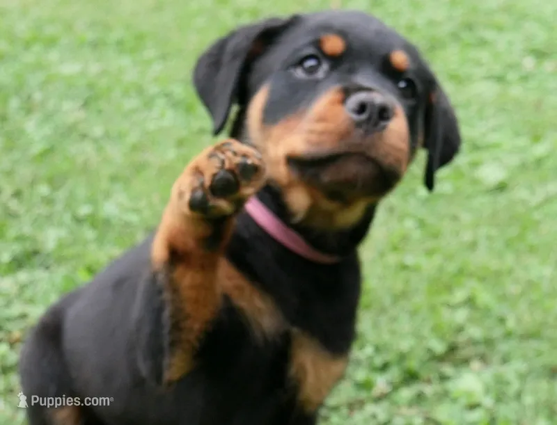 Phoenix – Rottweiler puppy for sale in Decatur, TN