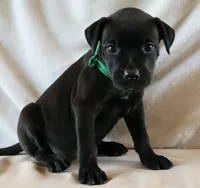 Drax, a male Rottweiler and American Pit Bull Terrier for sale in Decatur, TN – 3 of 5