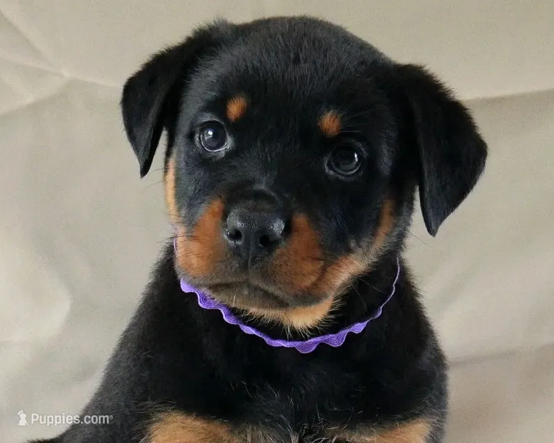 Dynasty – Rottweiler puppy for sale in Decatur, TN