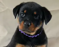 Dynasty, a female Rottweiler for sale in Decatur, TN – 1 of 1