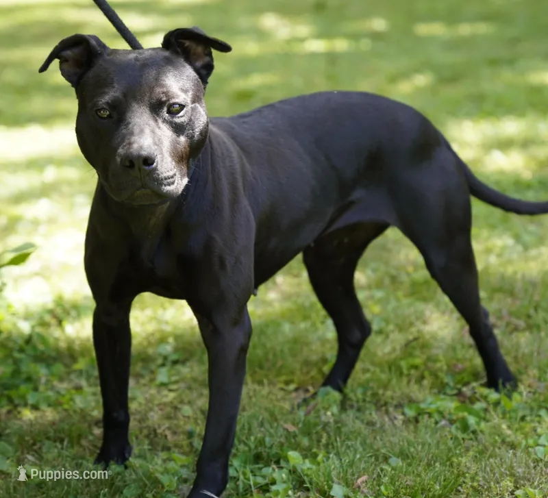 Mafia – American Pit Bull Terrier puppy for sale in Decatur, TN
