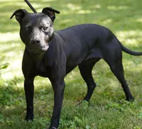 Mafia, a female American Pit Bull Terrier for sale in Decatur, TN – 1 of 2