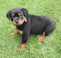 Phoenix, a female Rottweiler for sale in Decatur, TN – 3 of 4