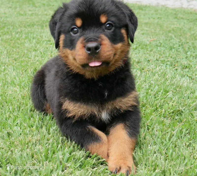 Kodiak – Rottweiler puppy for sale in Decatur, TN