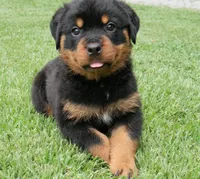 Kodiak, a male Rottweiler for sale in Decatur, TN – 1 of 6