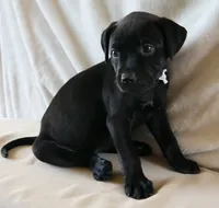 Raven, a female Rottweiler and American Pit Bull Terrier for sale in Decatur, TN – 2 of 6