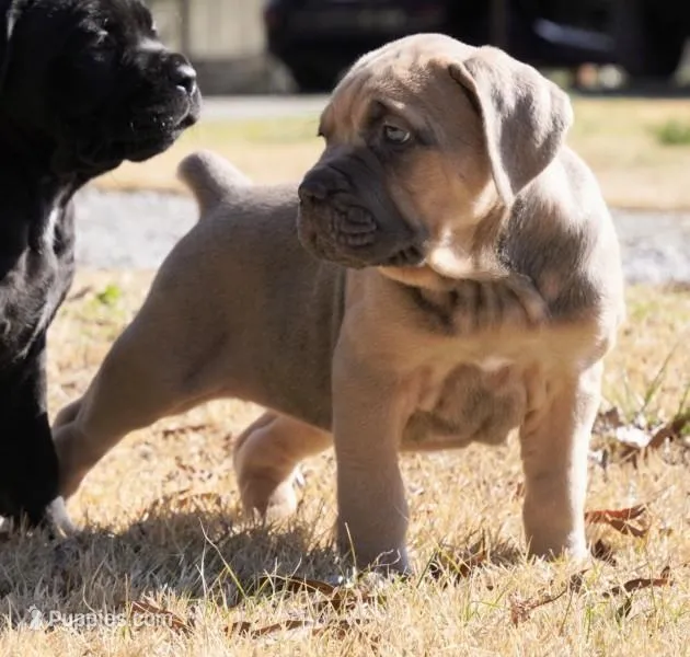 Mary, a female Cane Corso for sale in Athens, TN – Photo 1 of 2