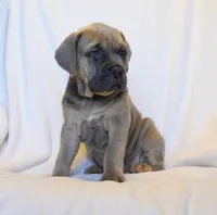 Mary, a female Cane Corso for sale in Athens, TN – Photo 2 of 2