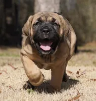 Ray, a female Cane Corso for sale in Athens, TN – Photo 1 of 2