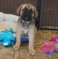 Ray, a female Cane Corso for sale in Athens, TN – Photo 2 of 2
