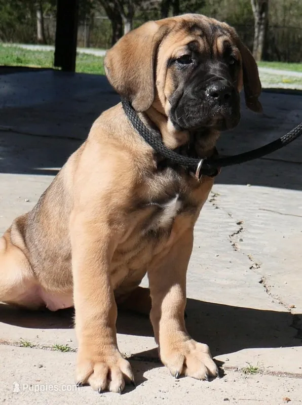Ray – Cane Corso puppy for sale in Athens, TN