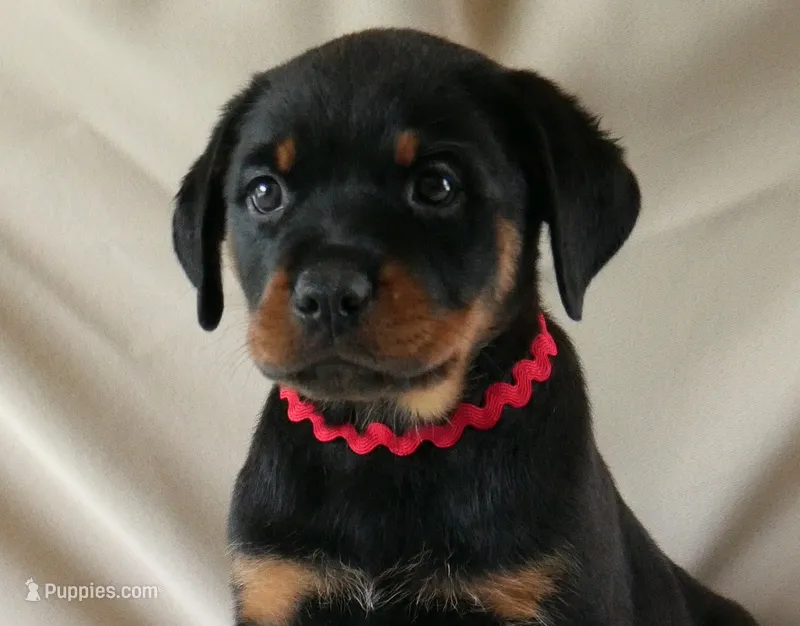Velocity  – Rottweiler puppy for sale in Decatur, TN