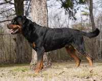 Kodiak, a male Rottweiler for sale in Decatur, TN – 5 of 6