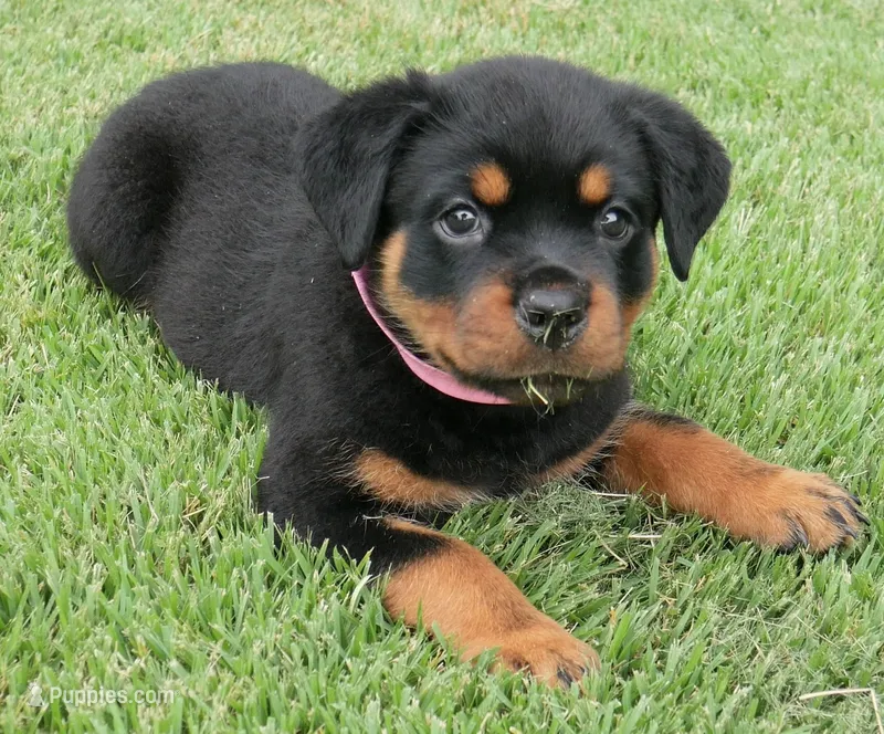 Phoenix – Rottweiler puppy for sale in Decatur, TN