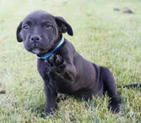 Bane, a male Rottweiler and American Pit Bull Terrier for sale in Decatur, TN – 5 of 5
