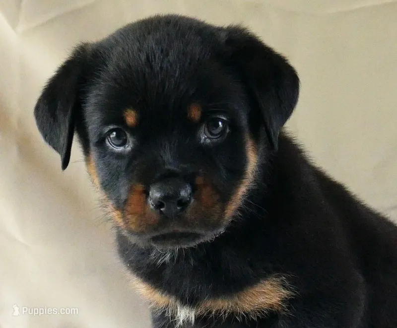 Castle – Rottweiler puppy for sale in Decatur, TN