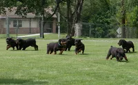Velocity , a female Rottweiler for sale in Decatur, TN – 4 of 4