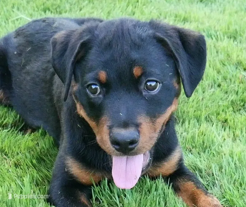 Vex – Rottweiler puppy for sale in Decatur, TN