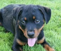 Vex, a male Rottweiler for sale in Decatur, TN – 1 of 3