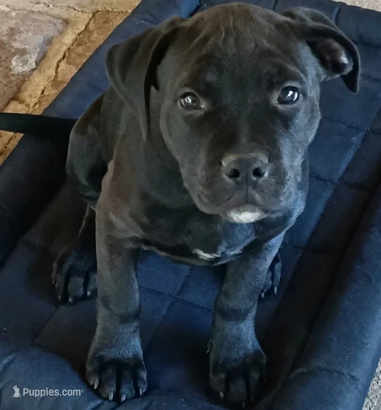 Bane – Rottweiler, American Pit Bull Terrier puppy for sale in Decatur, TN