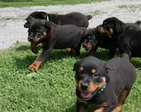 Velocity , a female Rottweiler for sale in Decatur, TN – 3 of 4